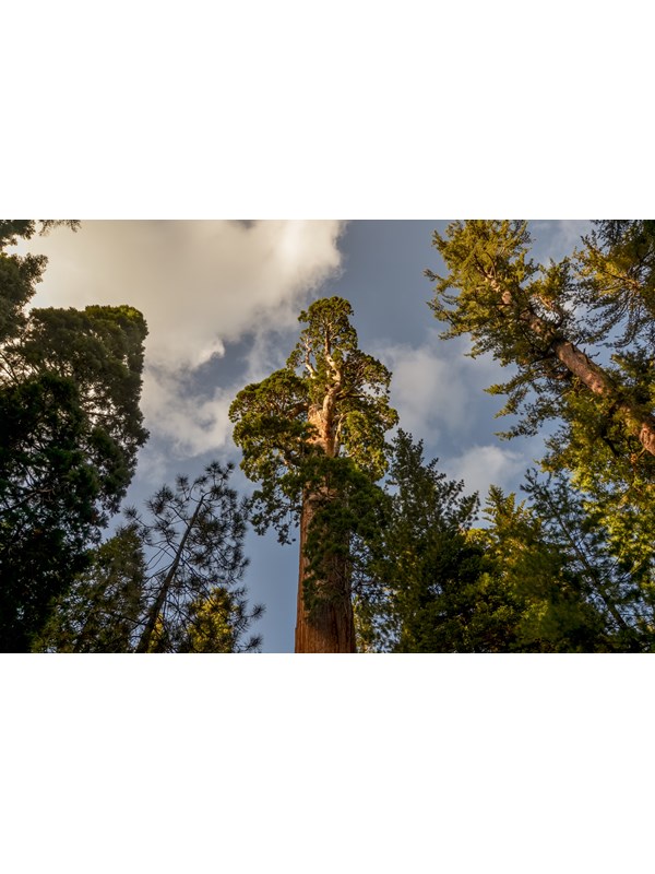 A large tree reaching up into a cloudy sky.