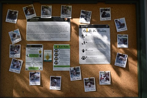 A corkboard with several photos of dogs pinned up.