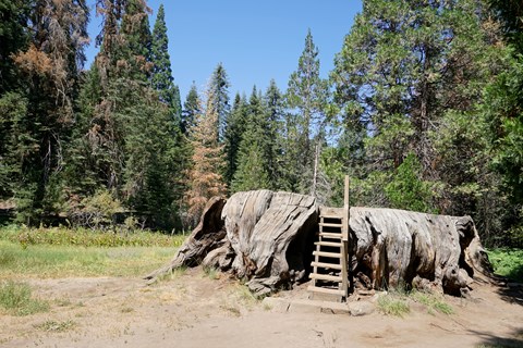 A stump of a large sequoia tree with a ladder attached to it.