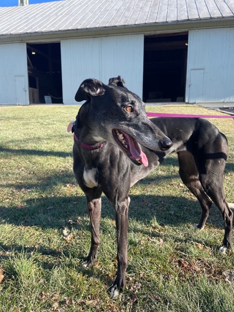 A color image of a black greyound standing on grass in front of a light green barn