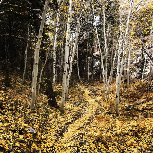 Lehman Creek trail covered in orange aspen leaves