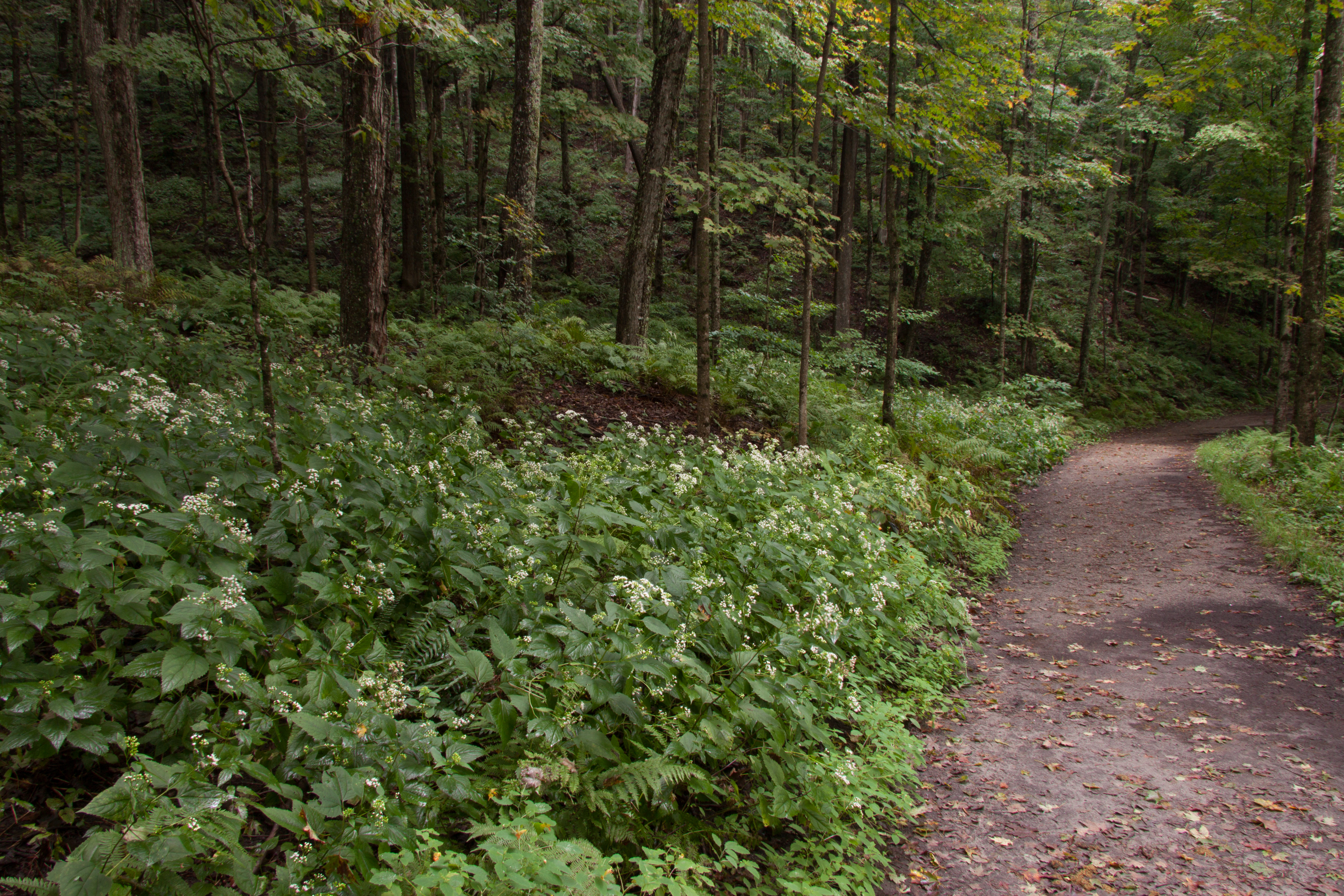 Hiking at Marsh-Billings-Rockefeller