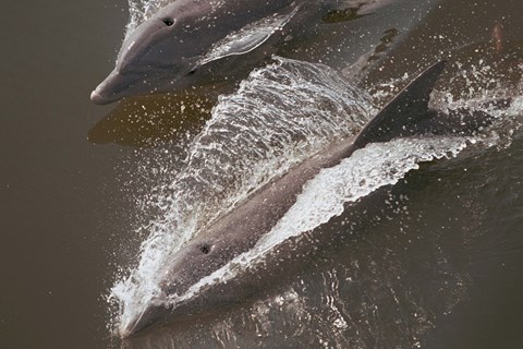two dolphins swim seen from above