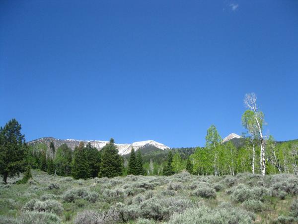 Sage meadow with aspens and mountain in the back ground.