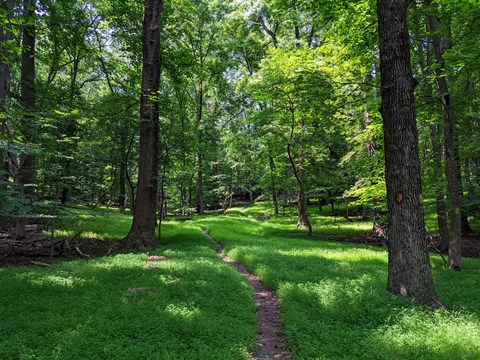 A small path meanders through a grassy floored forest