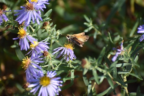 A small, orange and black speckled butterfly stands on a purple flower with bright yellow center.
