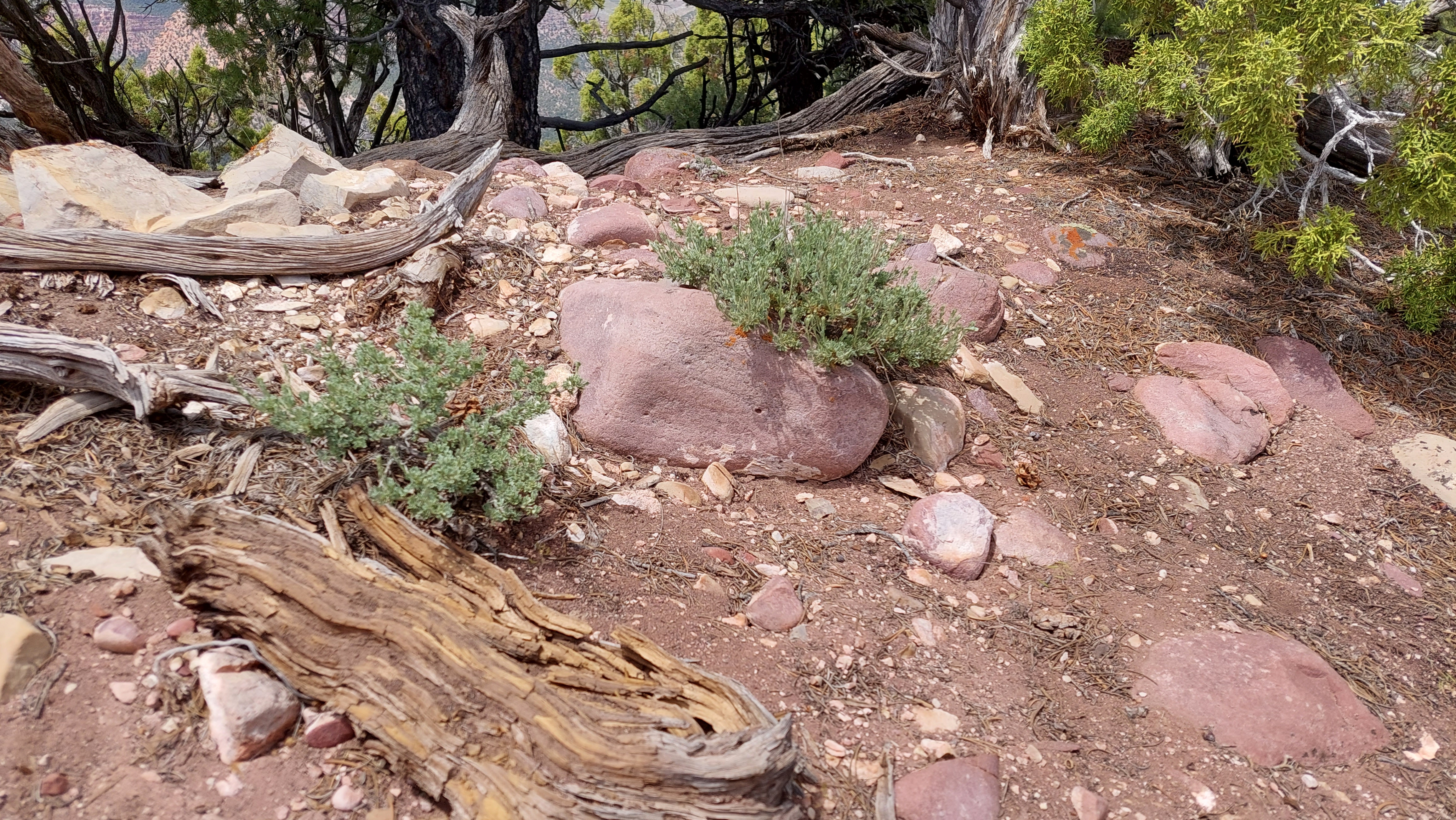 Harpers Corner Trail Stop 9