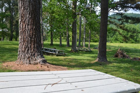 A picnic table sets in a field with trees nearby