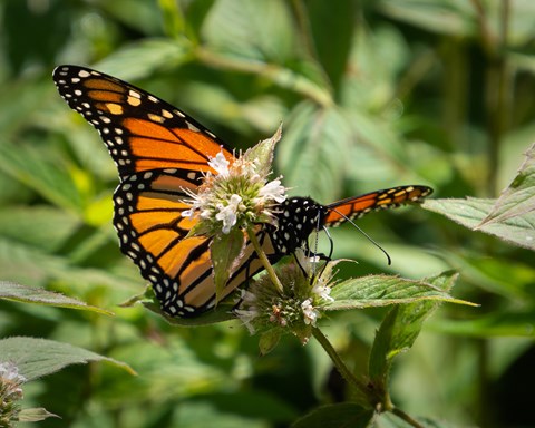 An orange and black monarch butterfly drinking nectar from a wildflower