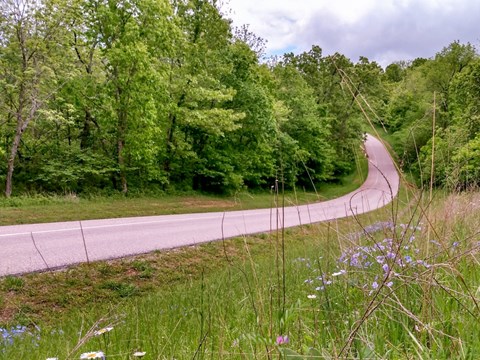 Self guided auto tour road winding downhill with flowers and grass alongside