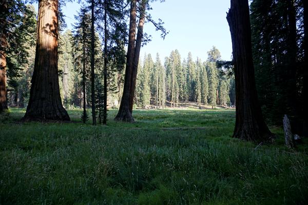 Green grass grows in a meadow between large Sequoia trees