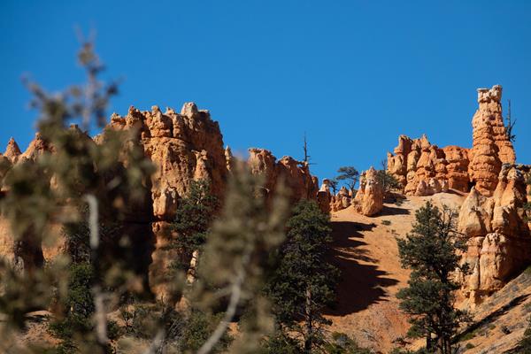 Tree branches partially obscure distant orange limestone spires