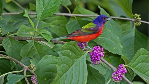 a bright red, green and blue song bird sits on a branch with vivid purple berries