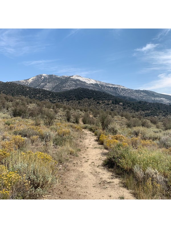 A light brown dirt path stretches forwards through brushy habitat with occasional tall shrubs.