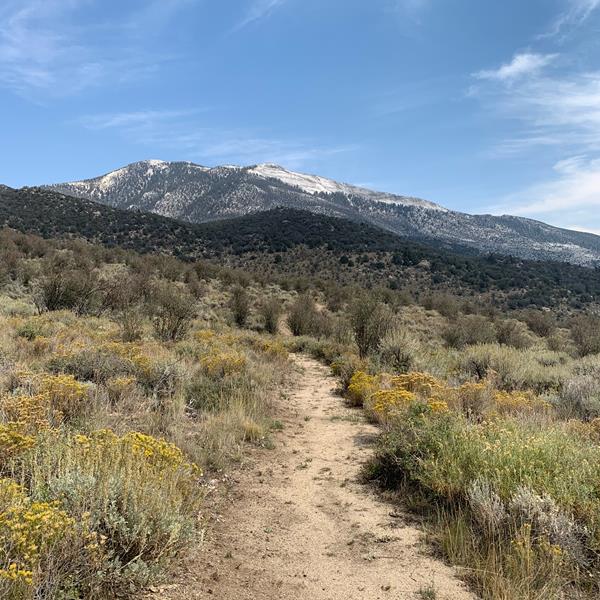 A light brown dirt path stretches forwards through brushy habitat with occasional tall shrubs.