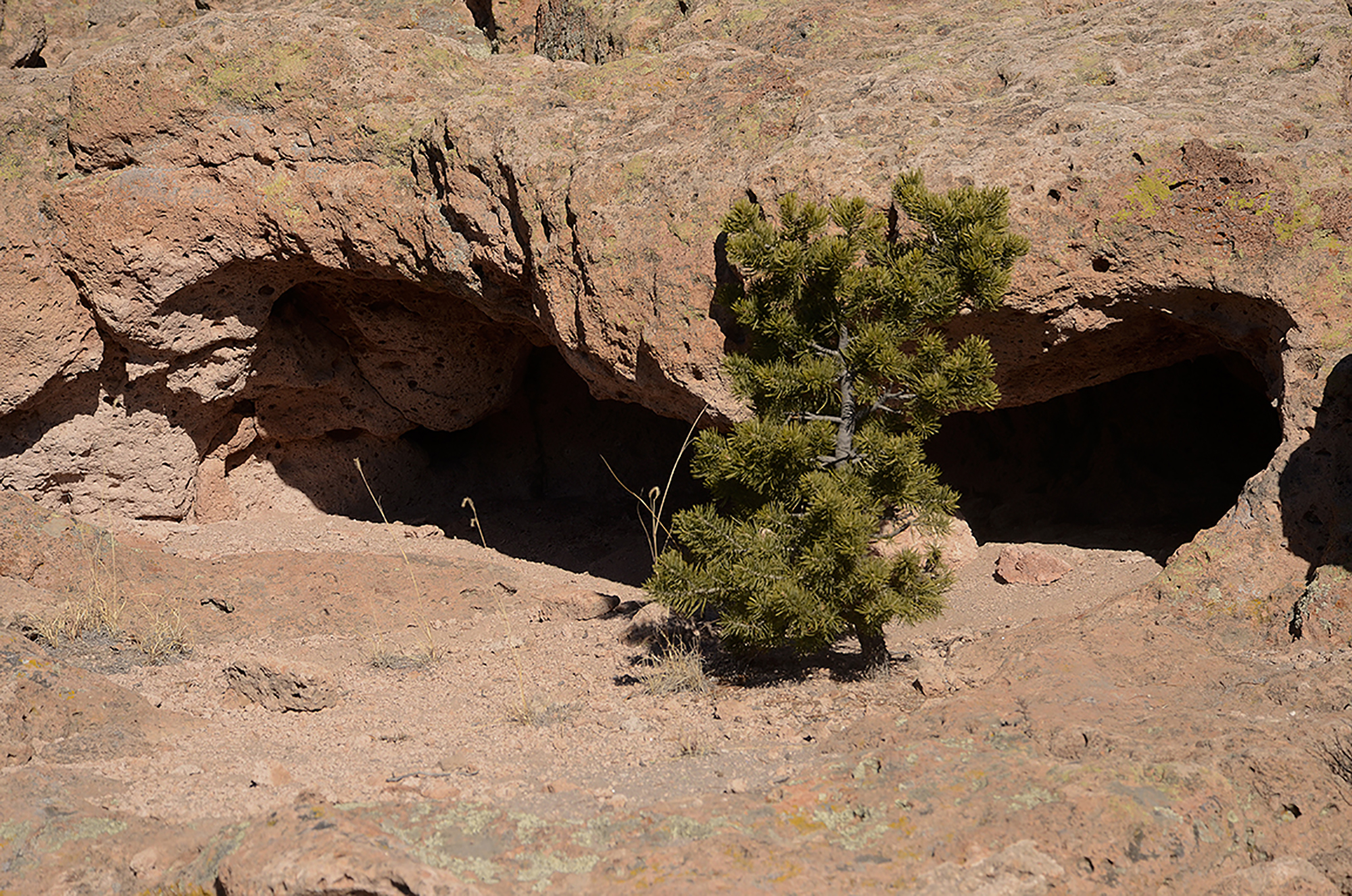 a small piñon tree grows in front of a cavity in pinkish rock