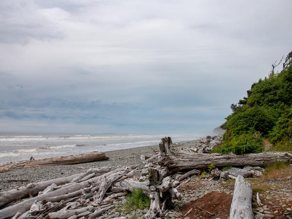 A rocky beach with huge, sun-bleached drift logs.