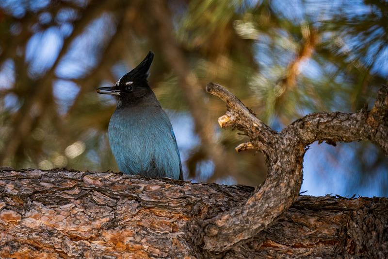 Birdwatching