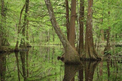 Pond reflecting the bright green trees growing from within and along its banks.