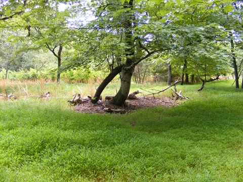 Clearing covered in green grass with a lone tree and the forest in the background