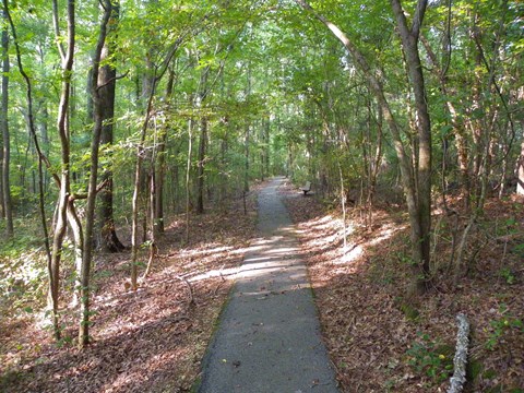 A paved trail into a green forest.