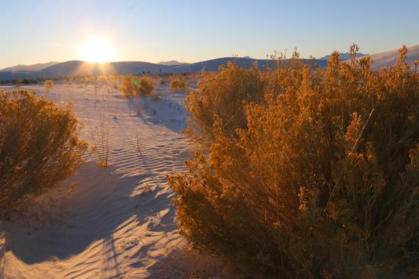A large shrub at sunset on the Backcountry Camping Loop Trail.