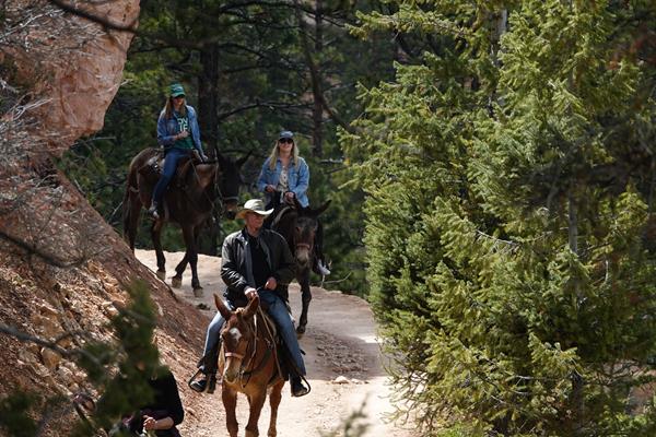 Three riders on horseback descend a trail bordered by pine trees and large rocks