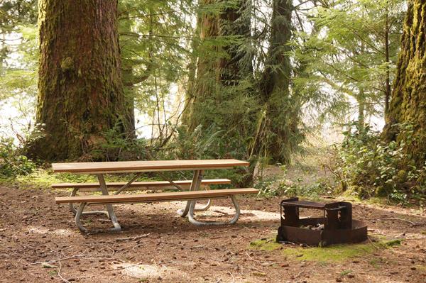A picnic site with table and fire ring among large conifer trees.