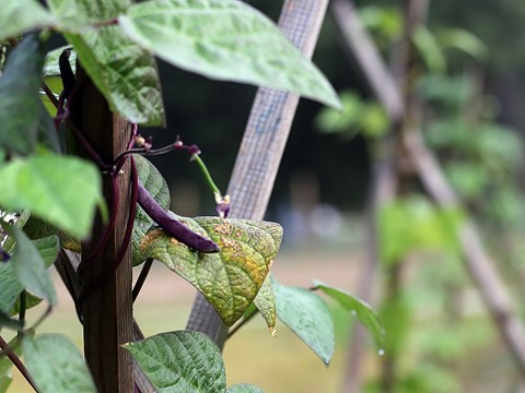A vine of peas growing on a trellis.