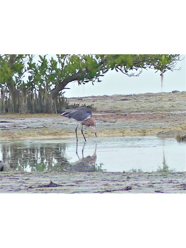 A gray and red bird looks for food at the water’s edge, with trees in the background