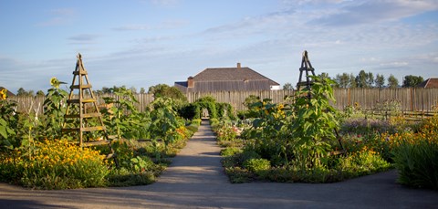 Many plants growing in a garden in front of Fort Vancouver.