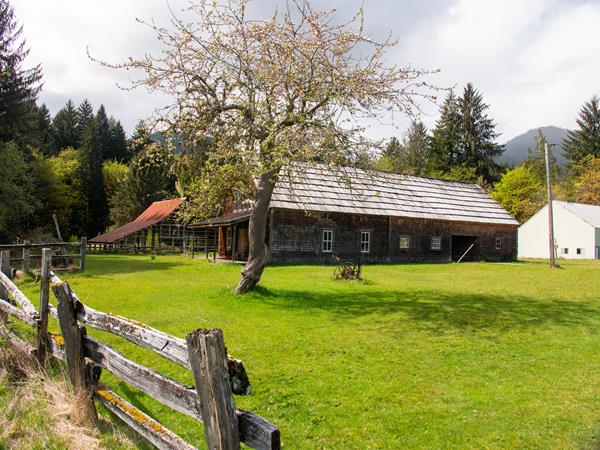 A historic homestead and barn with an apple tree in bloom.