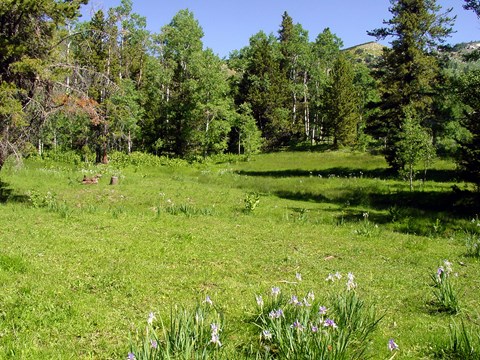 Grassy meadow with purple wild iris surrounded by lush pine trees.