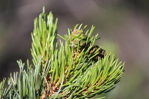 Several green pine cones are growing along the end of a tree branch.