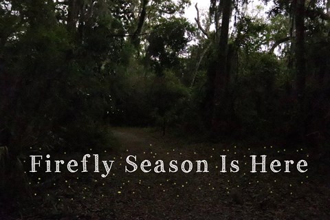 forest at night text reads firefly season is here