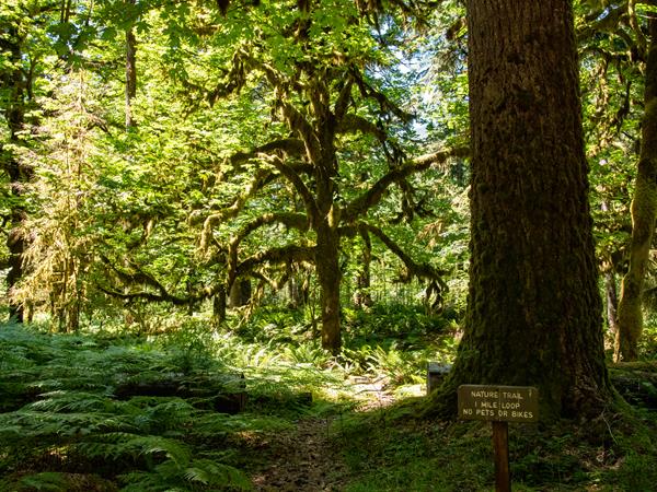 A sun-dappled trail in the rain forest.
