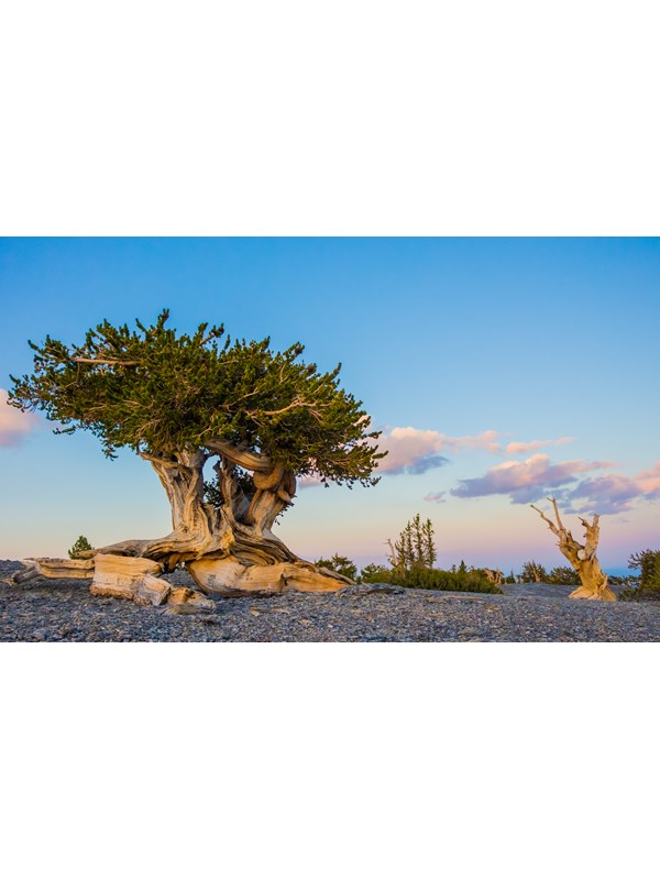 Bristlecone pine tree with wide green canopy with a light blue and pink sky in the background.