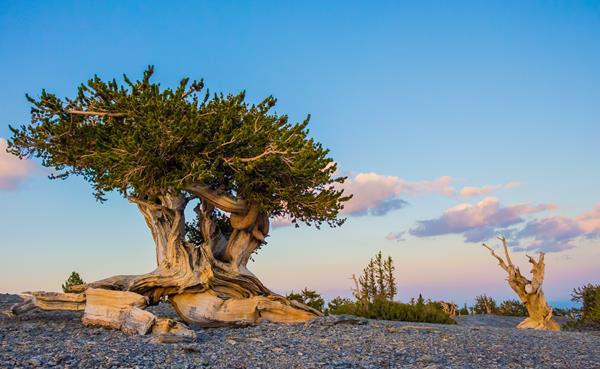 Bristlecone pine tree with wide canopy with a light blue sky in the background.