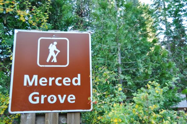 Brown and white sign at trailhead "Merced Grove"