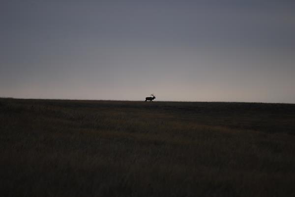 an adult male elk silhouetted far away in an open prairie at dusk