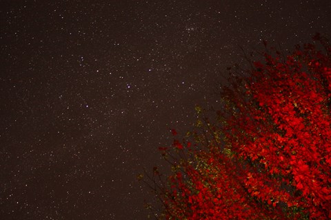 A dark night sky full of stars with a tree in the foreground lit up with a red glow.