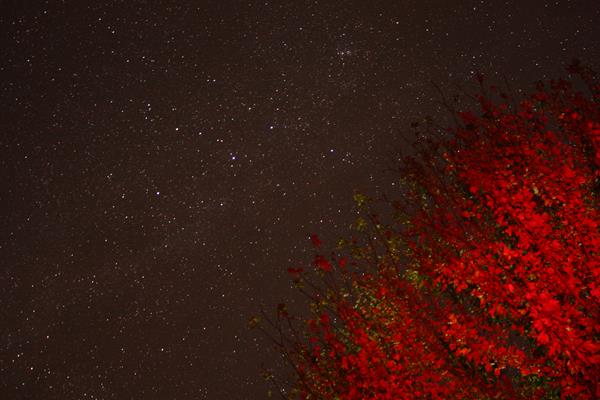 A dark night sky full of stars with a tree in the foreground lit up with a red glow.