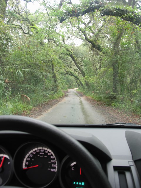 a view from the drivers seat of a wooded read with steering wheel