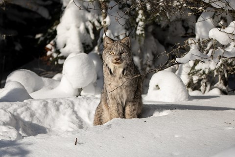 A large gray cat sits in the snow staring at the camera.