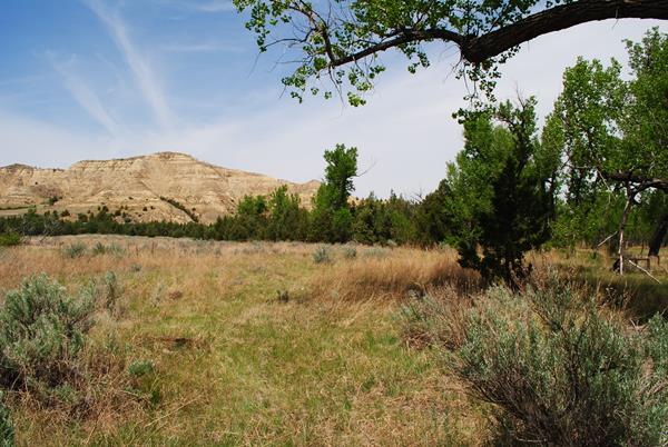 A view of a grassy field, with junipers in the background, as well as a butte under a blue sky.
