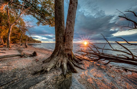 A beach with several trees and a sunset in the background.