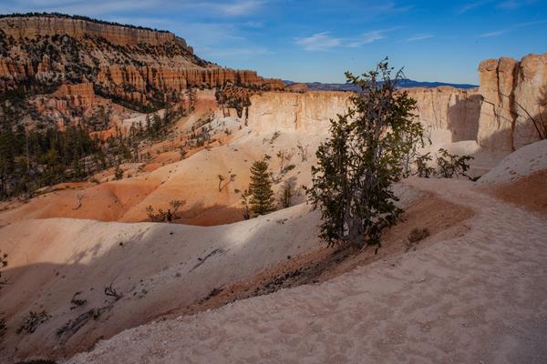 A winding white sediment path winds past pine trees and a landscape of redrock cliffs and spires.