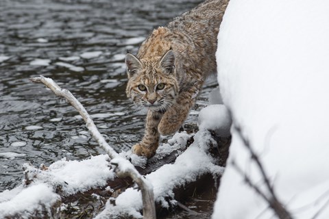 A patterned, orange-furred cat steps on a snow-covered log alongside icy water.