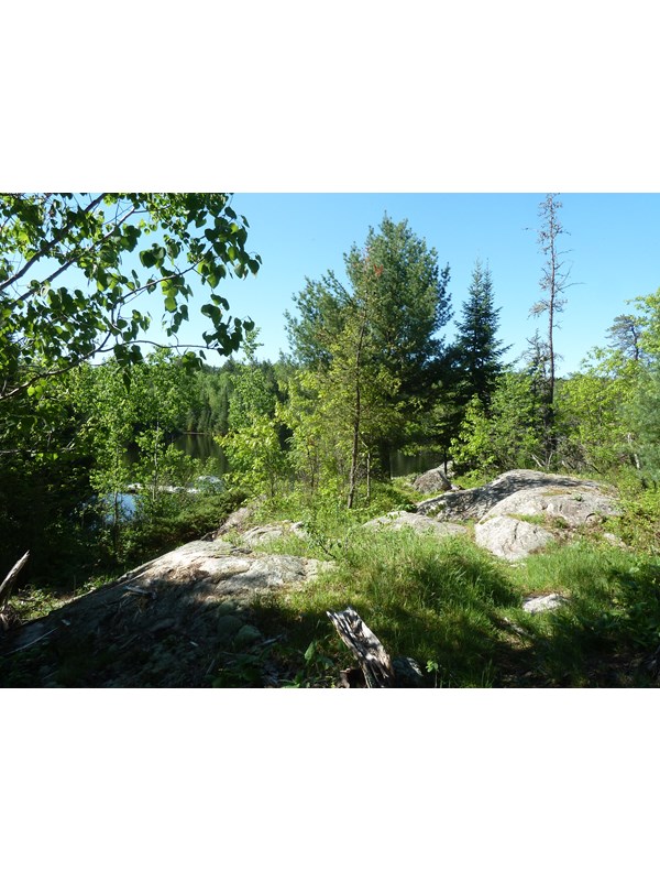 A view of a lake through the trees