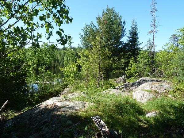 A view of a lake through the trees